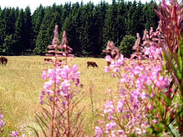 Bilder der Rennsteigtour 19. und 20. Juli 2003 - Bild 12