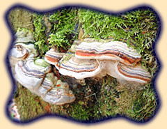 Baumpilze an Totholz in der urwaldähnlichen Kernzone des Vessertals